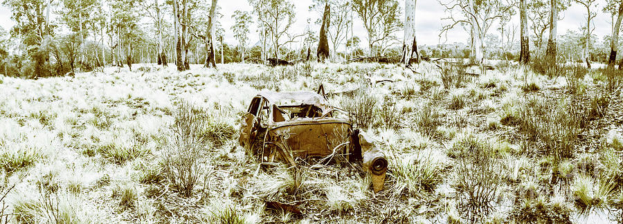 Fine art Tasmania bushland Photograph by Jorgo Photography