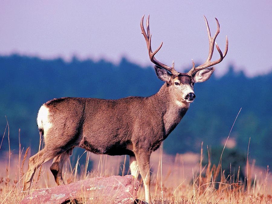 Fine Colorado Buck Photograph by Mark Miller