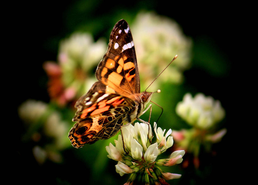 Butterfly Photograph - Fine Dining by Karen Scovill
