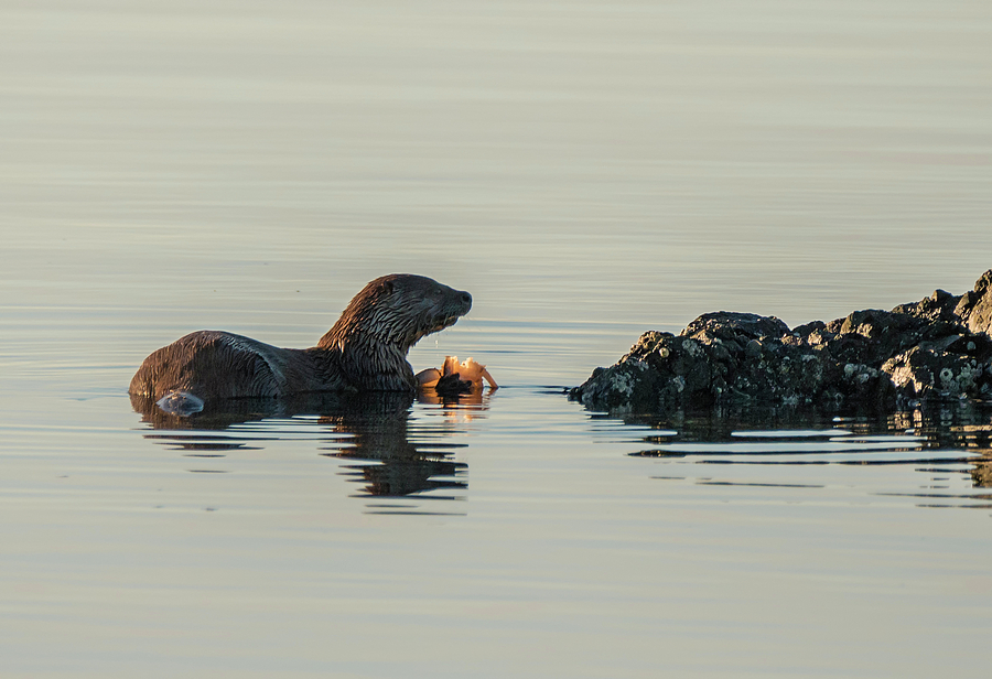 Fine Dining - Otter Style Photograph by Loree Johnson