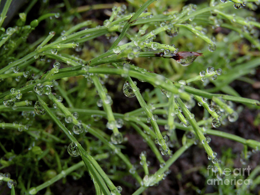 Fine Droplets 2 Photograph by Kim Tran