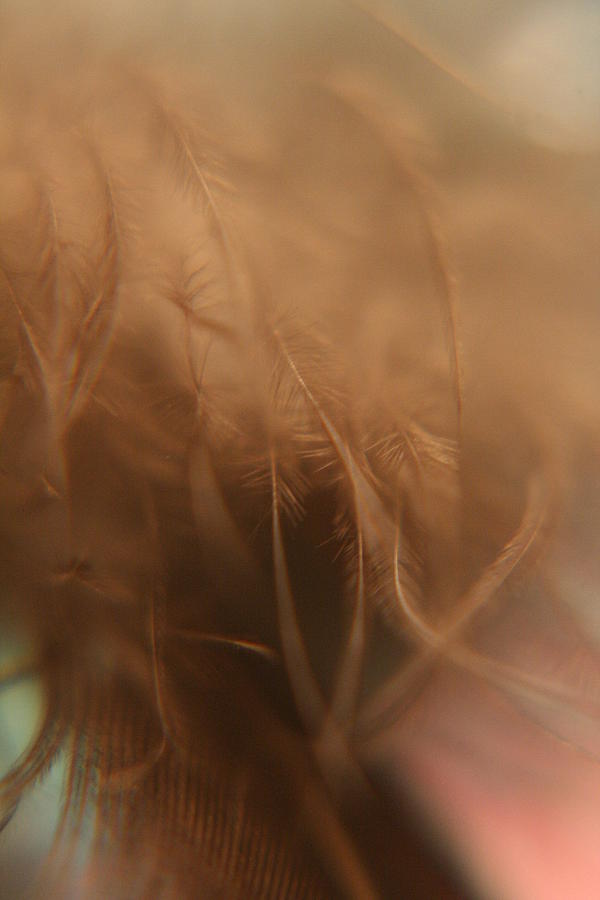 Fine Feathers Photograph by Rachelle Johnston