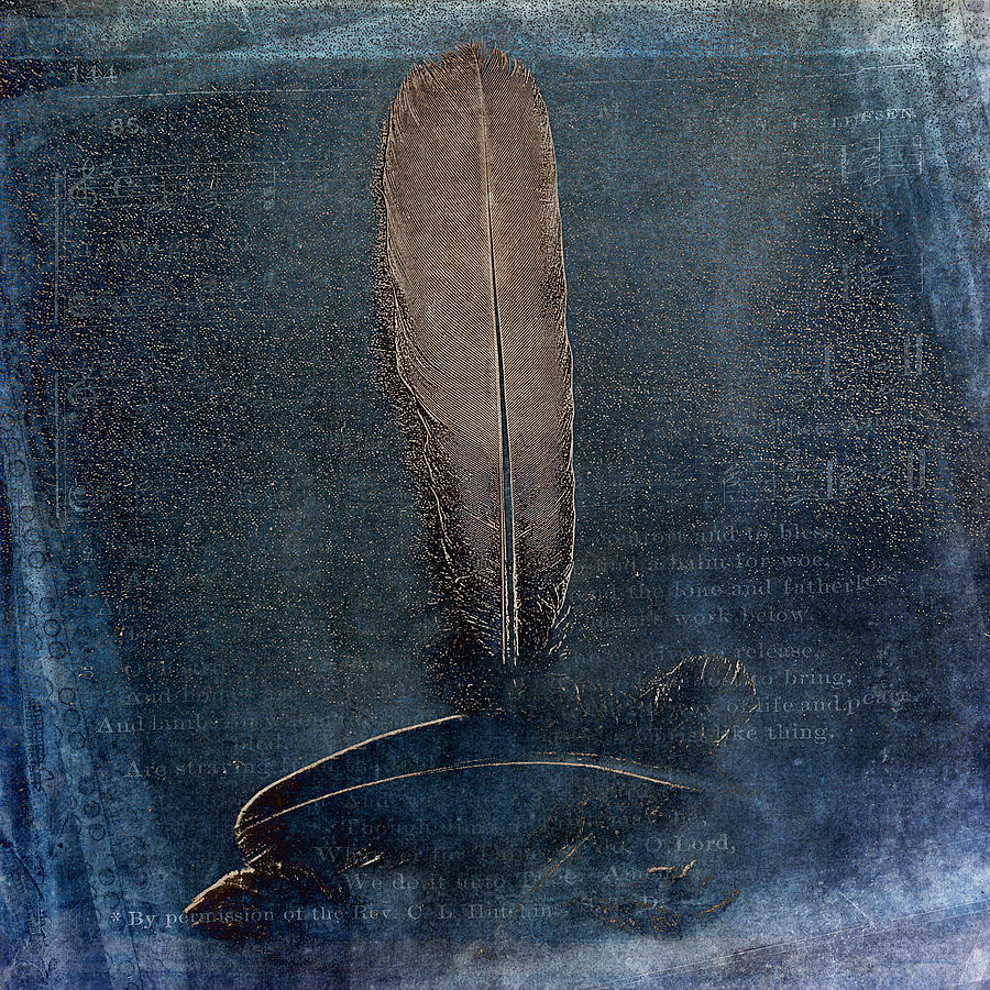 Fine Feathers Photograph by Randi Grace Nilsberg