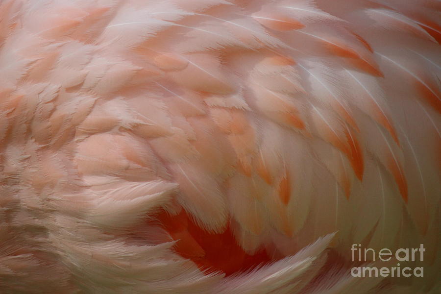 Flamingo Photograph - Fine Flamingo Feathers by Paulette Thomas
