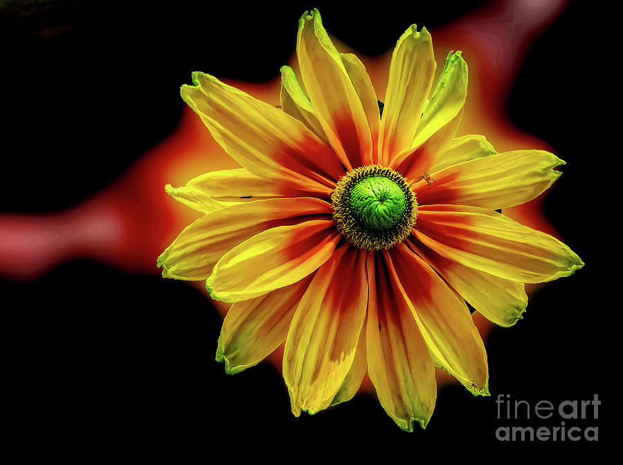 Fine Flower Photograph By Jb Thomas Fine Art America