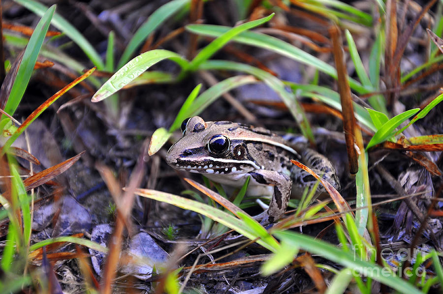 Fine Frog Photograph by Al Powell Photography USA