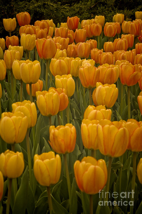 Fine Lines In Yellow Tulips by Michael Flood Fine Lines In Yellow Tulips by Michael Flood