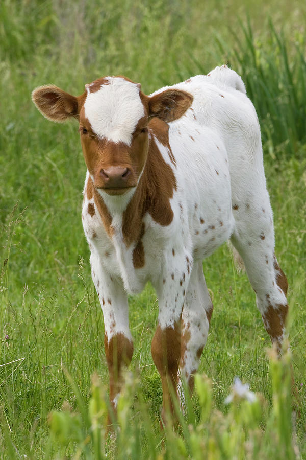 Fine Looking Longhorn Calf Photograph by Mark Miller Fine Looking Longhorn Calf Photograph by Mark Miller