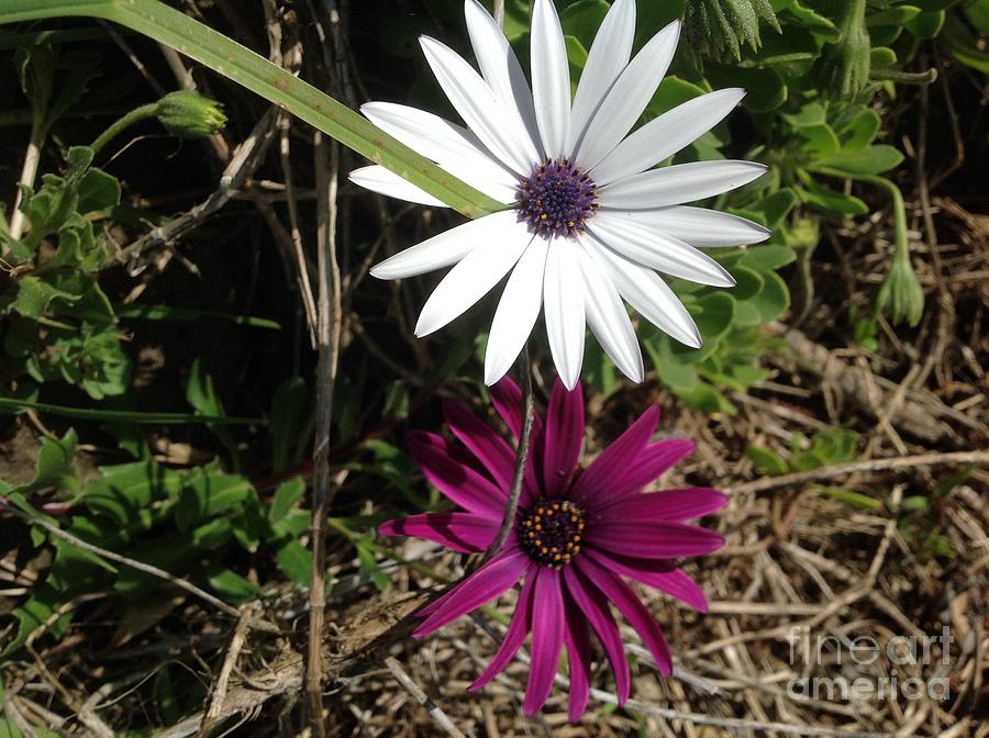 Purple and White Flowers make a Fine Pair Photograph by By Divine Light