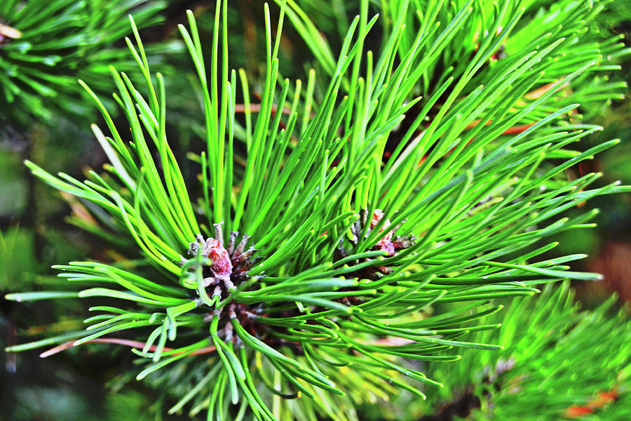Fine Pine Photograph by Tinto Designs
