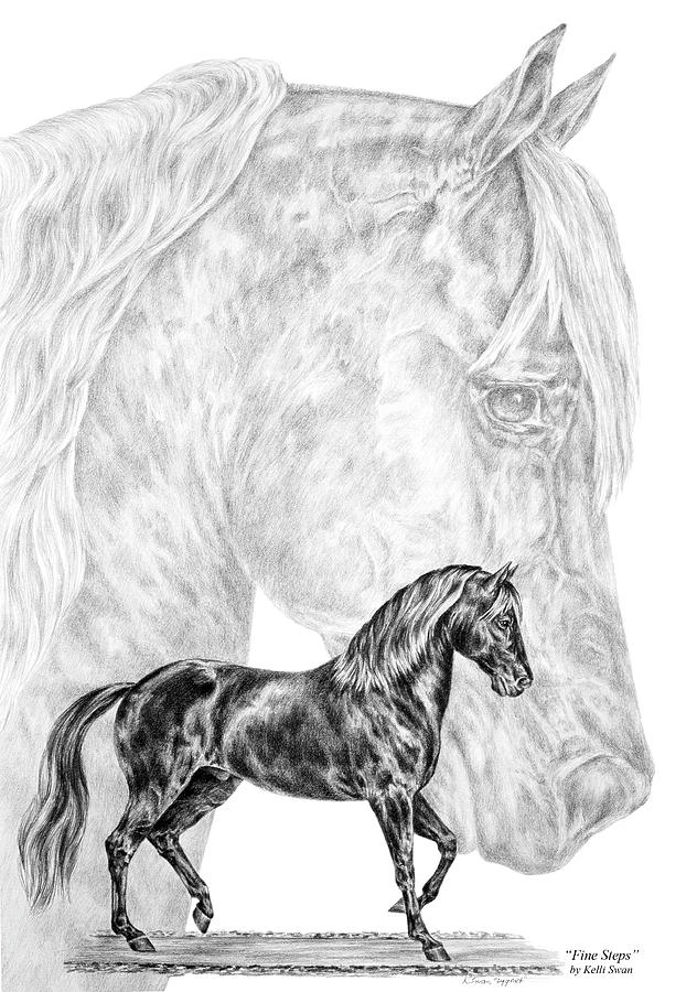 Fine Steps - Paso Fino Horse Print Drawing by Kelli Swan