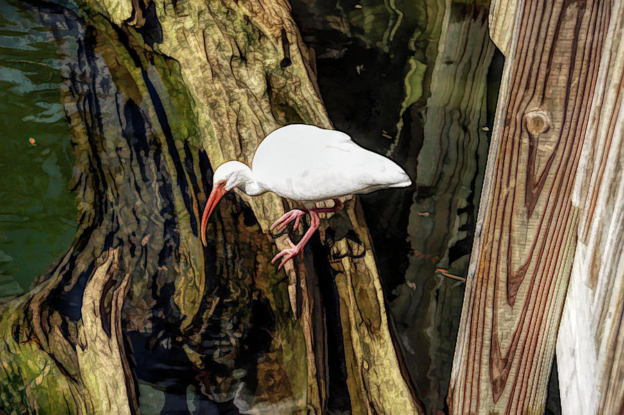 Fine Wine Cafe White Ibis Bird Photograph by Aimee L Maher ALM GALLERY