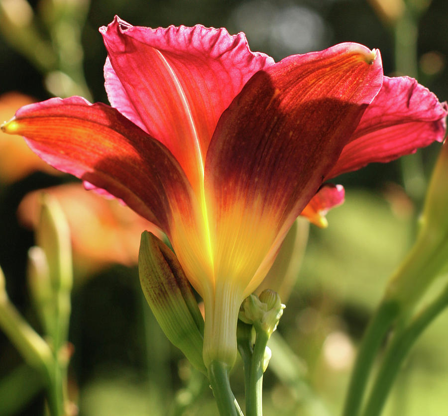 Fine Wine Daylily in sun Photograph by Denise Beverly