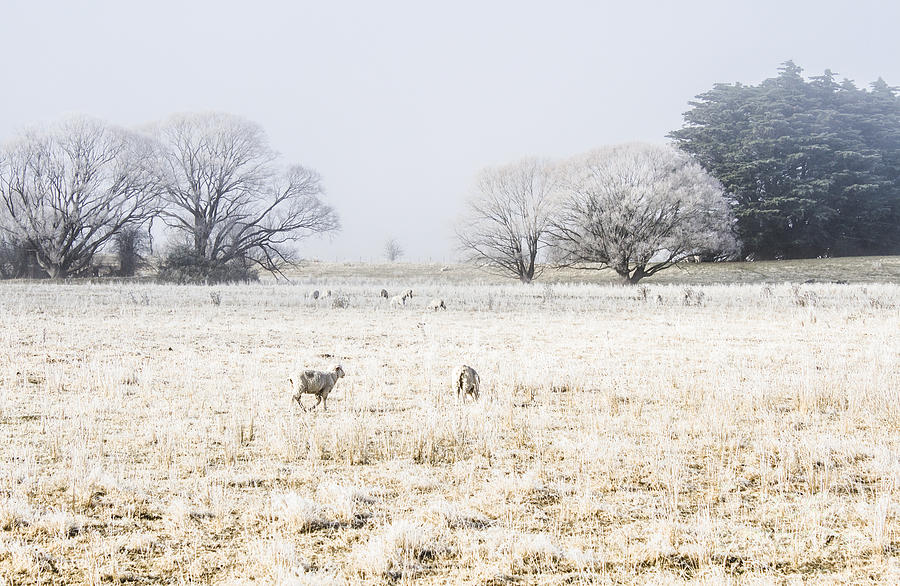 Fingal winter farmyard Photograph by Jorgo Photography