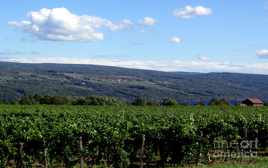 Finger Lakes NY Wine Country Vineyards Photograph by Rose Santuci-Sofranko