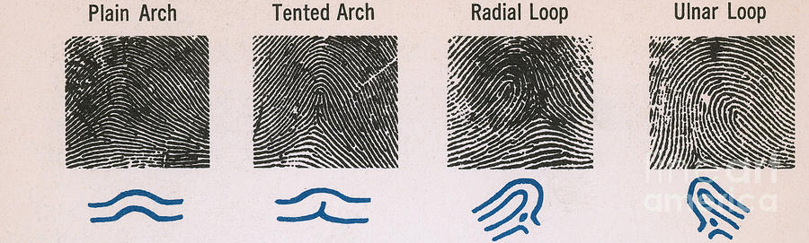 Fingerprint Patterns Photograph by Photo Researchers