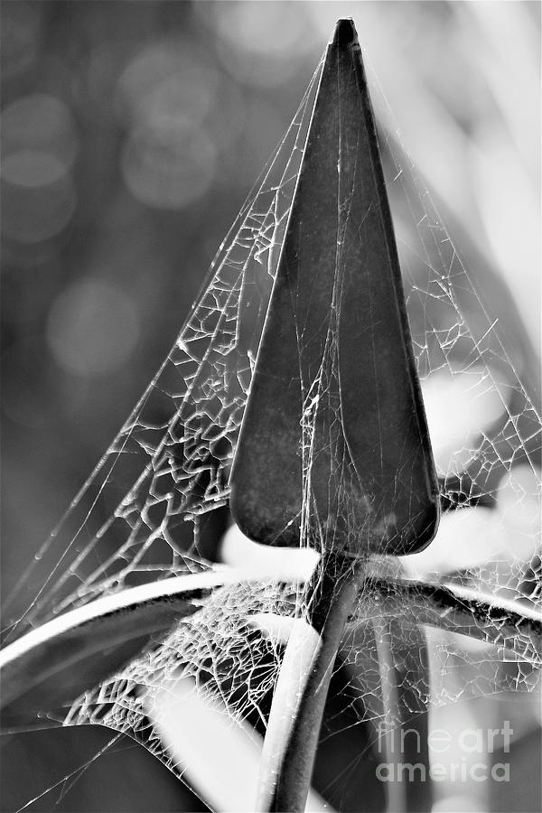 Finial And Webs Photograph by Tracey Lee Cassin