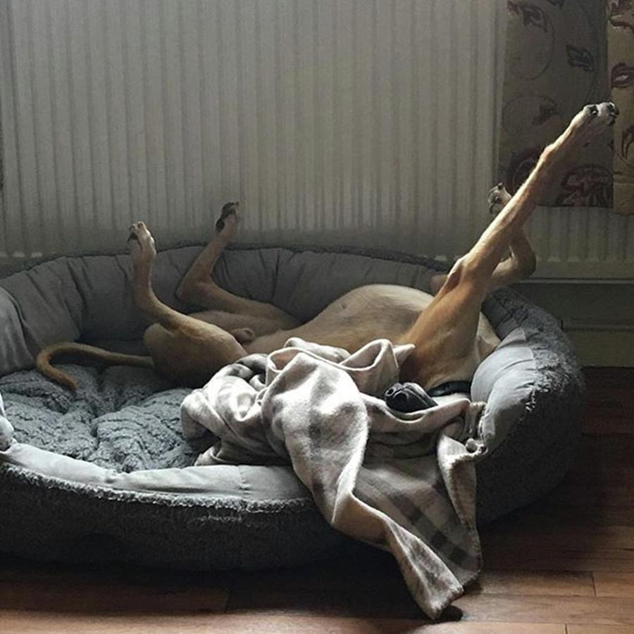 Lurcher Photograph - Finly Seems To Be Settling Into His New by John Edwards