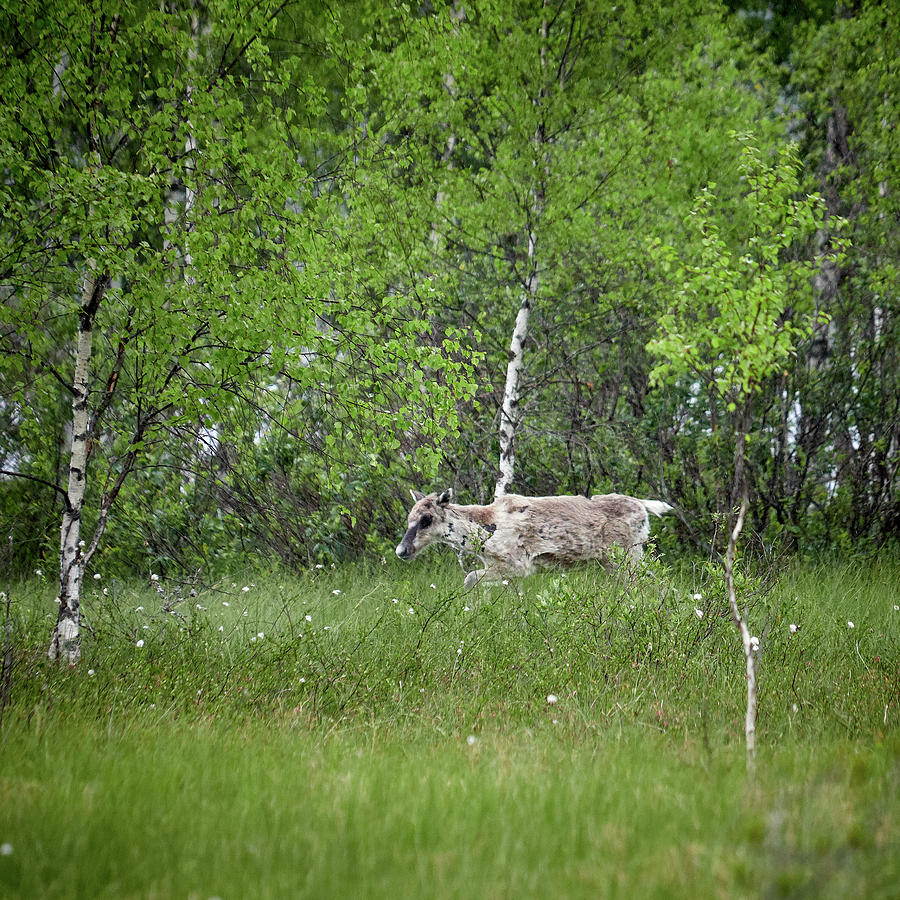 Finnish Forest Reindeer In The Rain Photograph