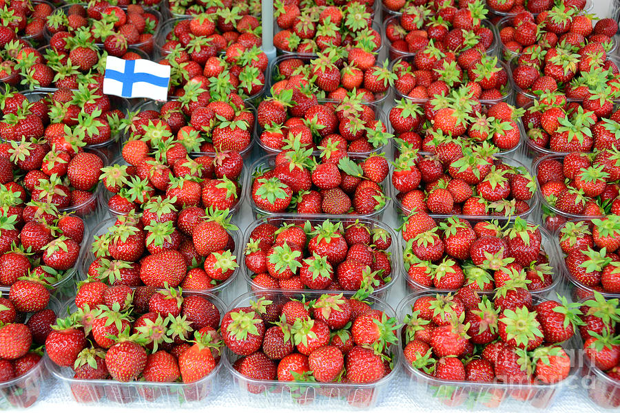Finnish Strawberries Photograph by Catherine Sherman