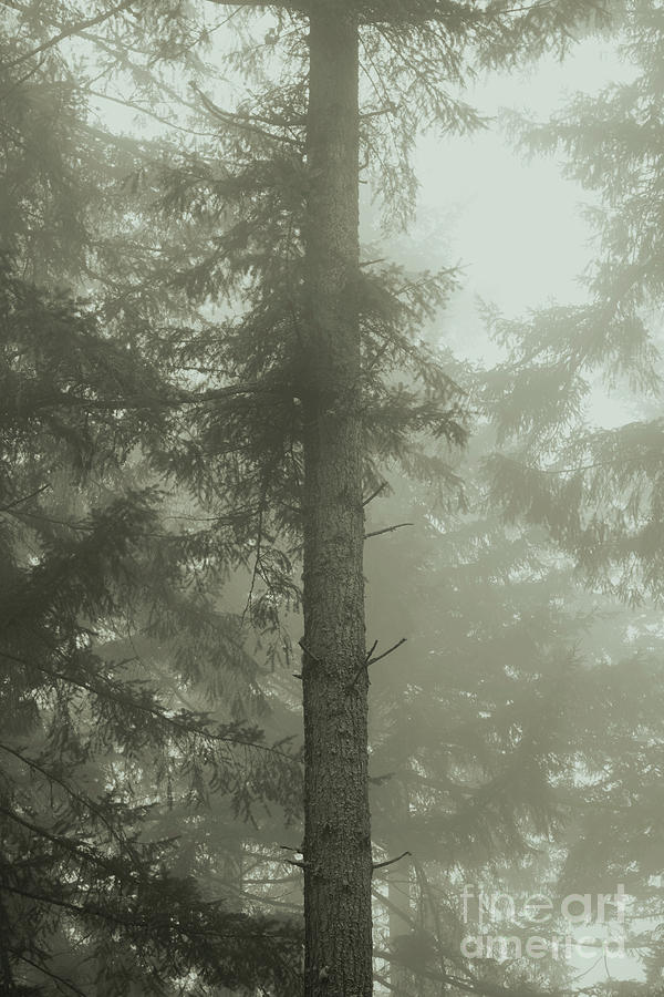 Fir and Fog by Charmian Vistaunet Fir and Fog by Charmian Vistaunet