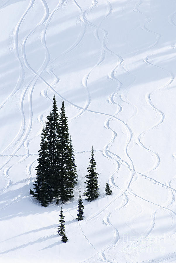 Fir and Snow Photograph by Greg Vaughn - Printscapes