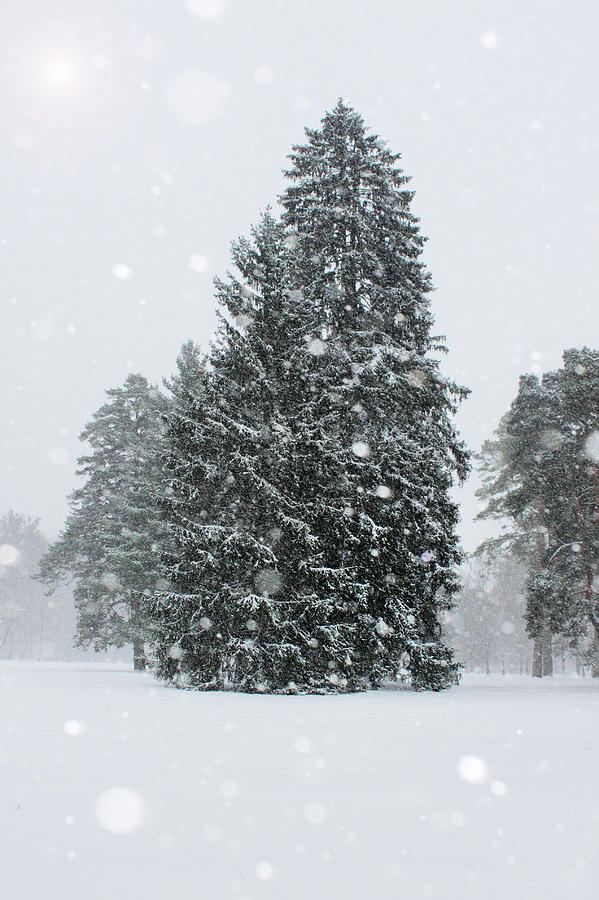 fir tree by Iuliia Malivanchuk Photograph