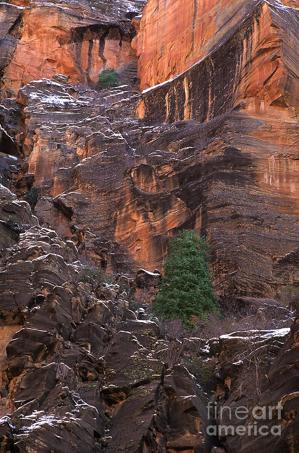 Fir Tree Snow Covered Face Of The Temple Of Sinawava Zion National Park Utah Photograph by Dave Welling