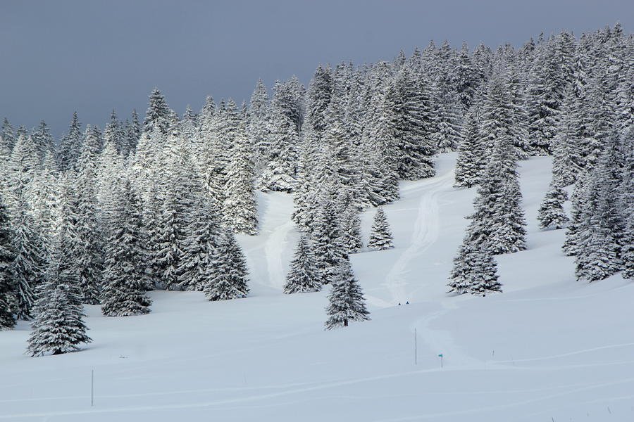 Fir trees in winter, Jura mountain, Switzerland Photograph by Elenarts - Elena Duvernay photo