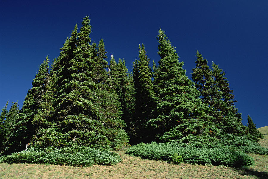 Fir Trees on Hurrican Ridge Photograph by Mark Moffett