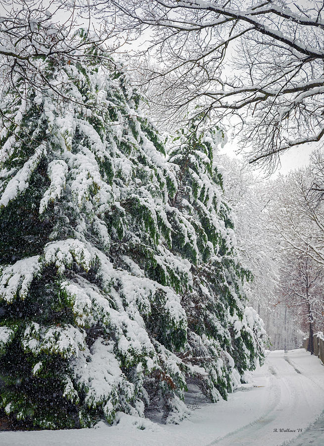 Fir Trees With Snow Photograph by Brian Wallace | Fine Art America