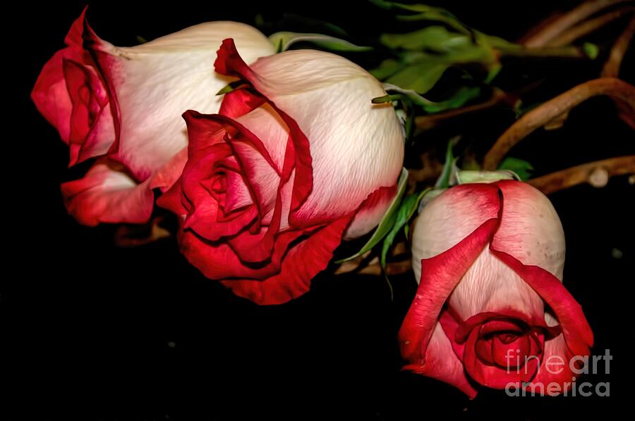 Fire and Ice Rose Buds Photograph by Diana Mary Sharpton
