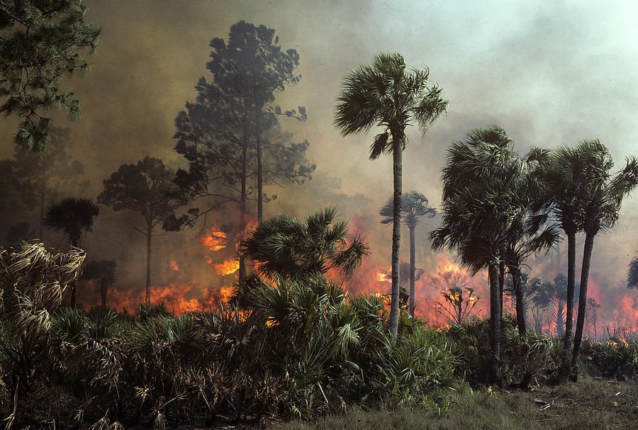 Big Cypress National Preserve Photograph - Fire and Sabal Palmetto by Robert Potts