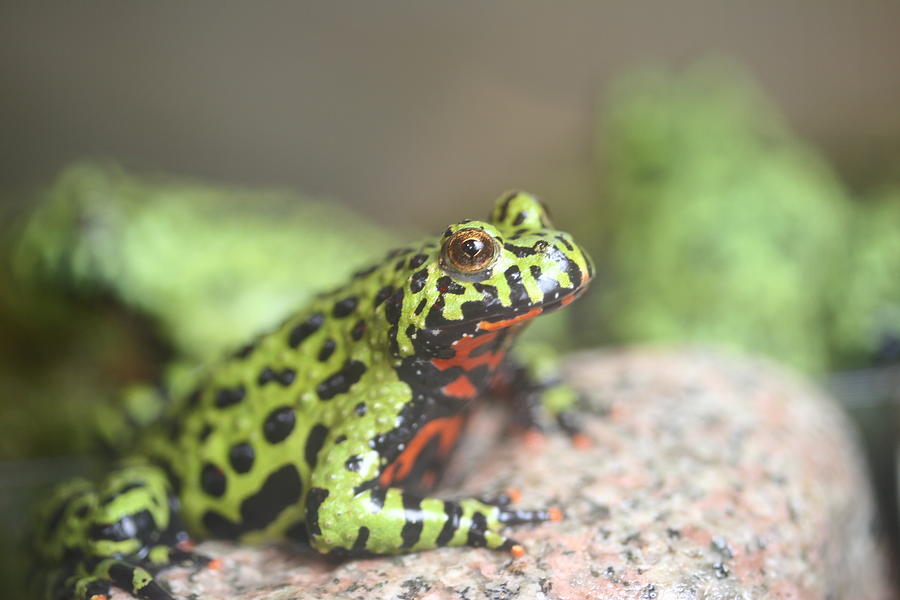 Fire Belly Frog Photograph by John Westwood - Fine Art America