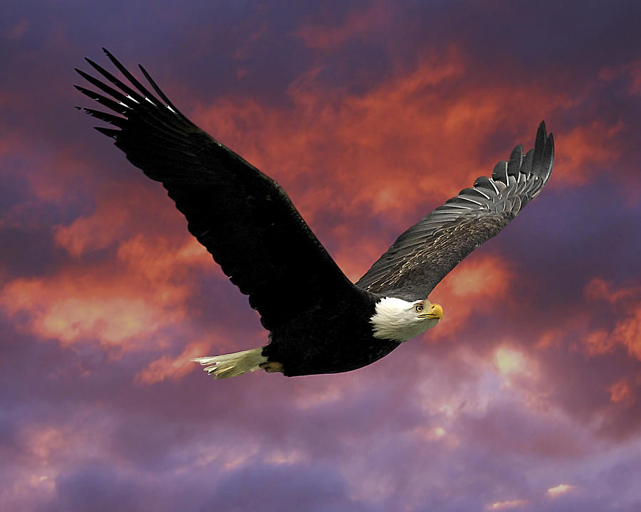 Eagle Photograph - Fire Cloud and Eagle by Clarence Alford