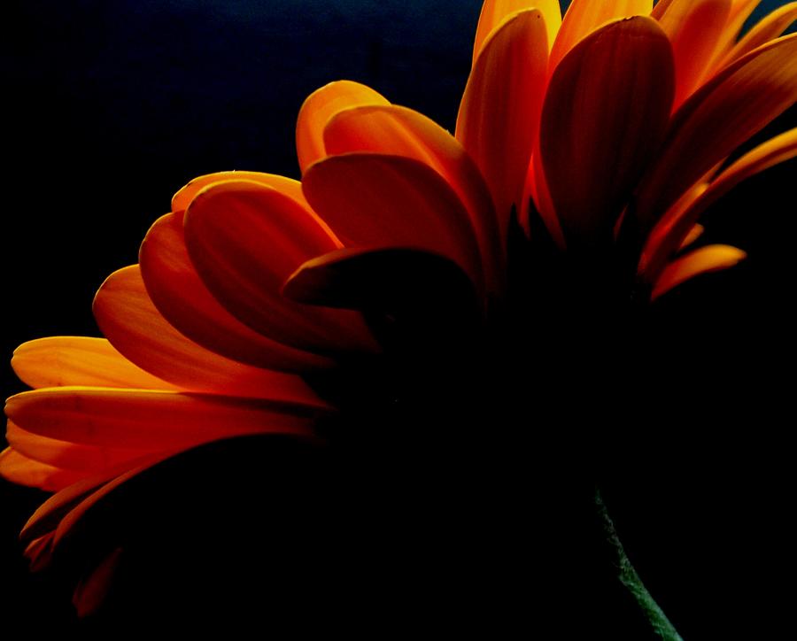 Fire Daisy Photograph by Valia Bradshaw - Fine Art America