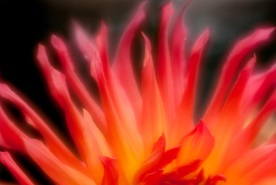 Fire Flower Photograph by Greg Nyquist