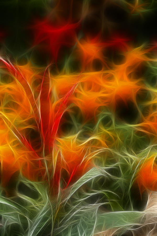 Flower Photograph - Fire Flowers 5227 by Timothy Bischoff