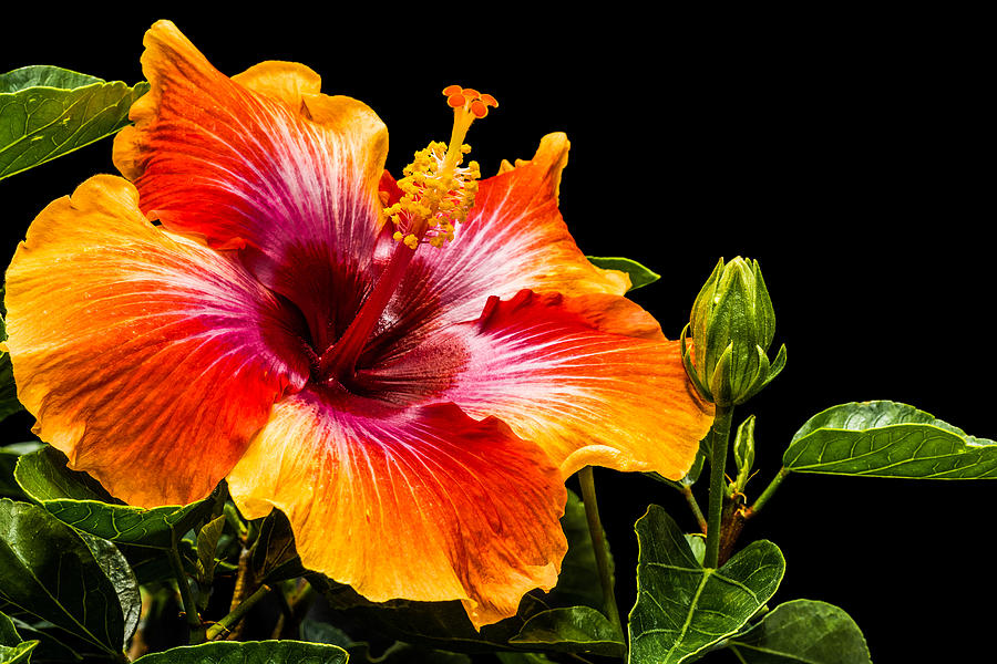 Fire Hibiscus Photograph by Zack L - Fine Art America