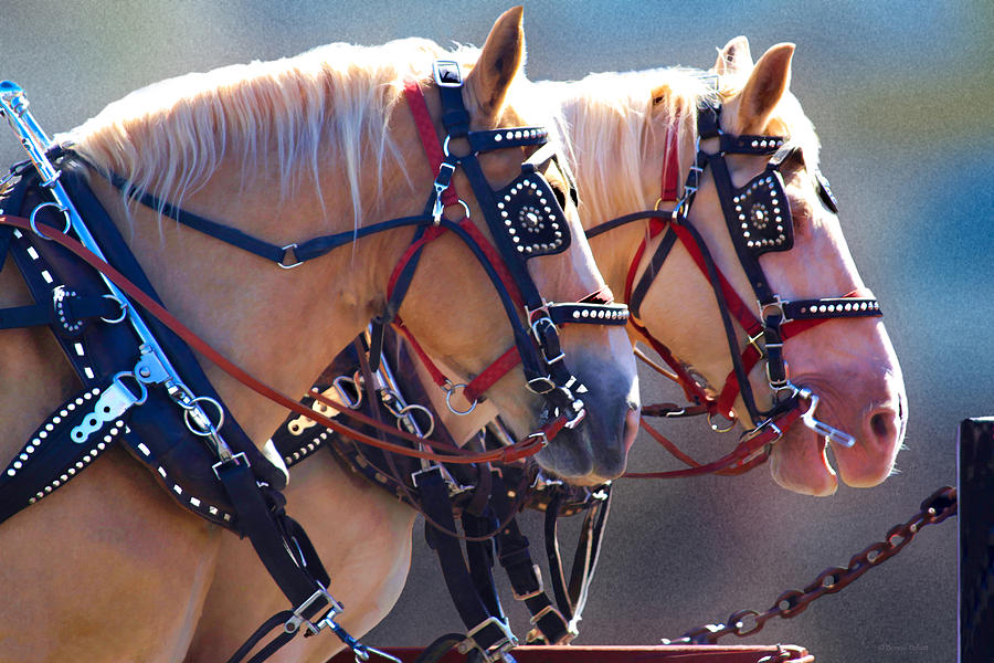 Horse Photograph - Fire Horses by Bonnie Follett