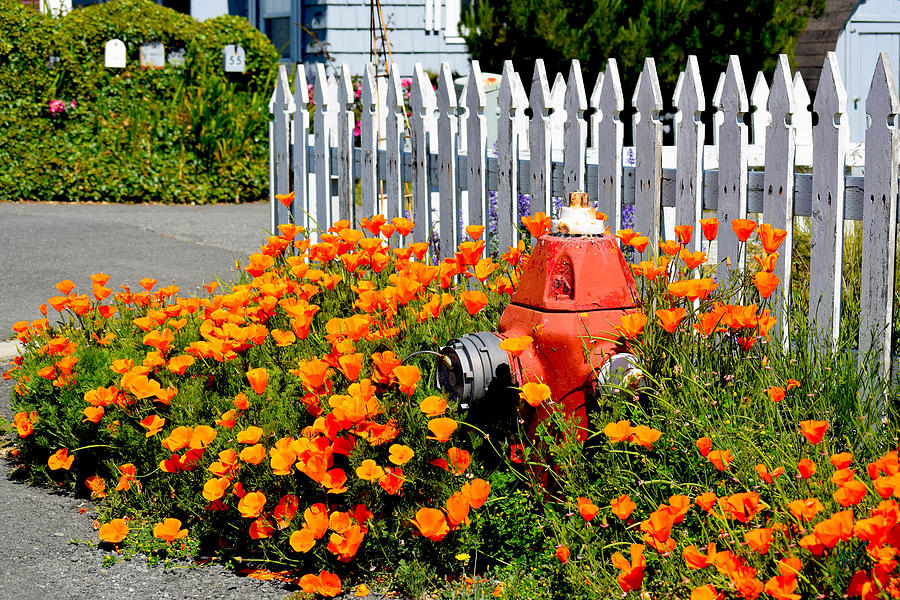 Fire Hydrant Embraced by Poppies Photograph by Michele Avanti