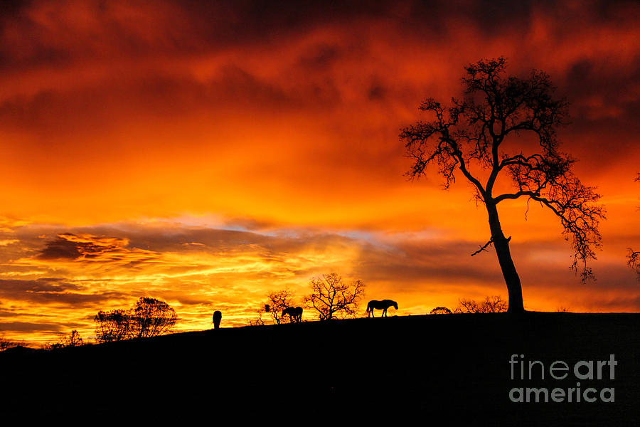 Sunset Photograph - Fire in the Sky by Stephanie Laird