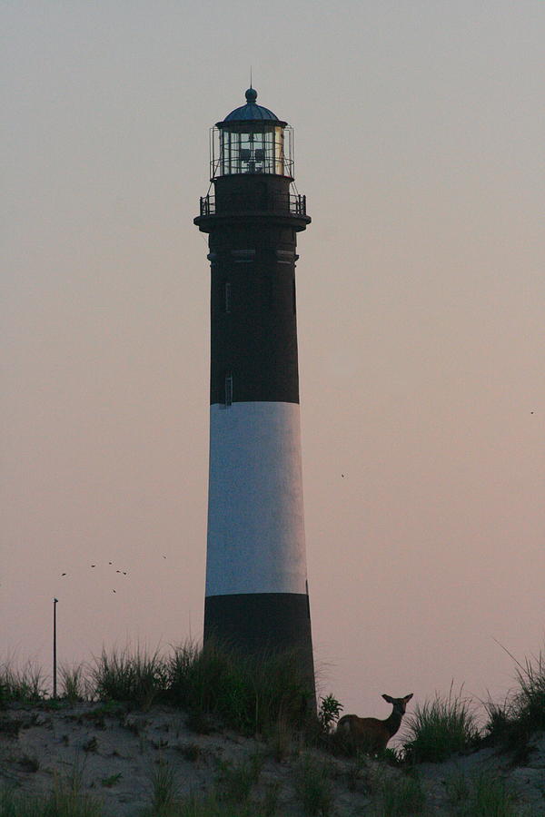 Fire Island Light with Doe a deer. Photograph by Christopher J Kirby