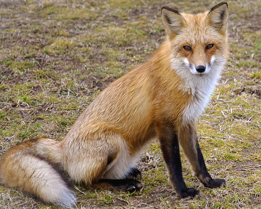 Fire Island Red Fox Photograph by Vicki Jauron - Fine Art America