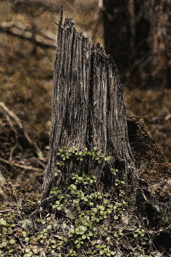 Fire-Killed Stump Photograph by Fred Denner