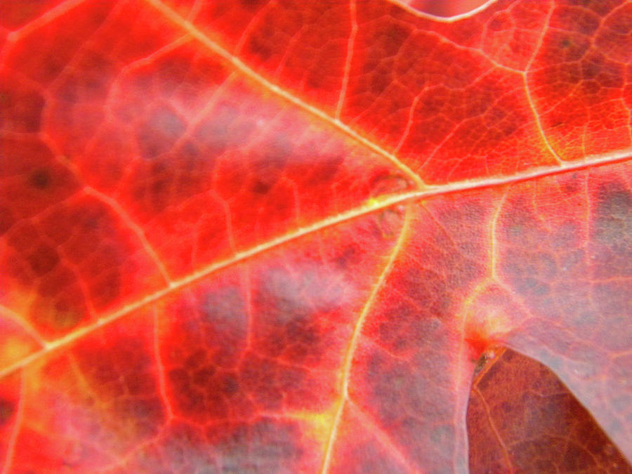 Fire Leaf Photograph