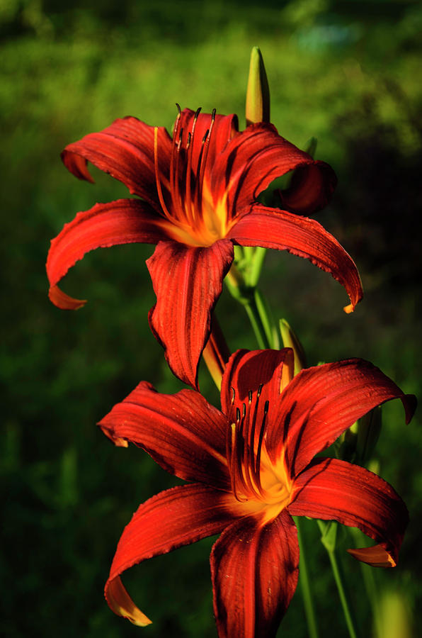 Flower Photograph - Fire Lilies by Dan Jordan