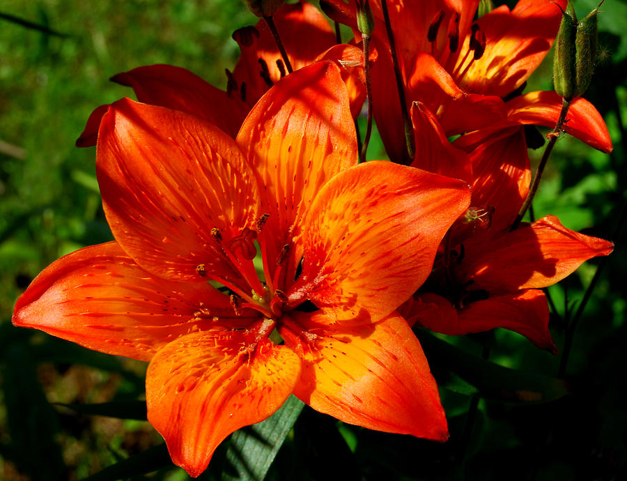 Fire Lilies Photograph by Marilynne Bull