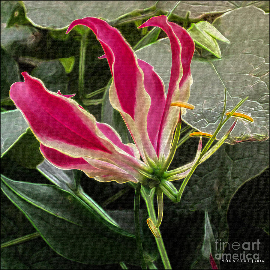 Fire Lily Ambiente Florale Photograph by Mona Stut