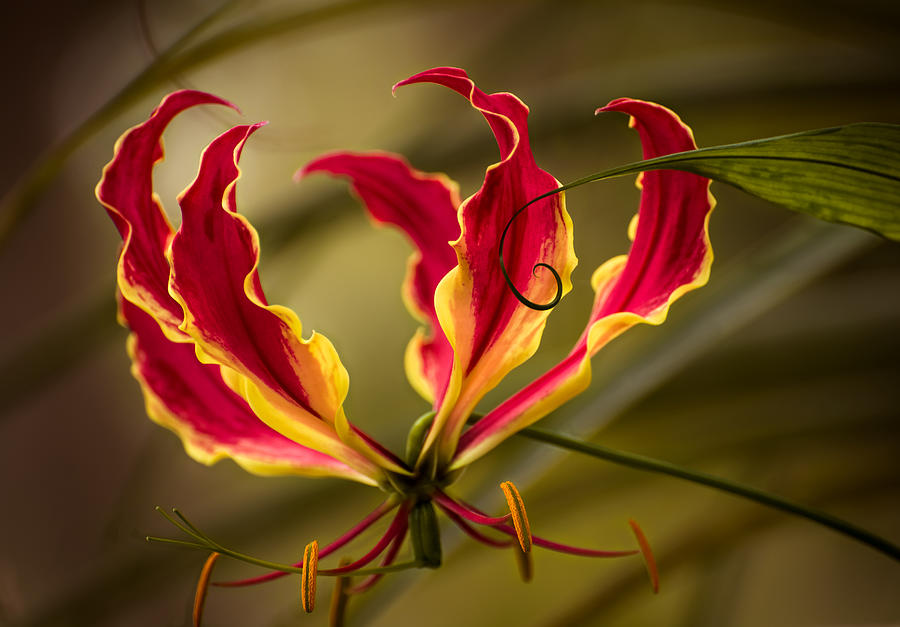 Lily Photograph - Fire lily by Zina Stromberg